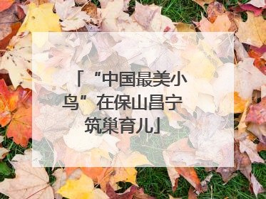 “中国最美小鸟”在保山昌宁筑巢育儿