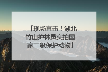 现场直击！湖北竹山护林员实拍国家二级保护动物