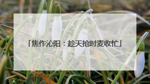 焦作沁阳：趁天抢时麦收忙