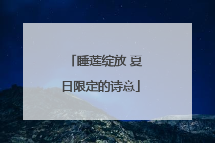 睡莲绽放 夏日限定的诗意