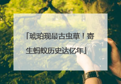 琥珀现最古虫草！寄生蚂蚁历史达亿年