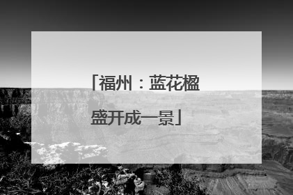 福州：蓝花楹盛开成一景