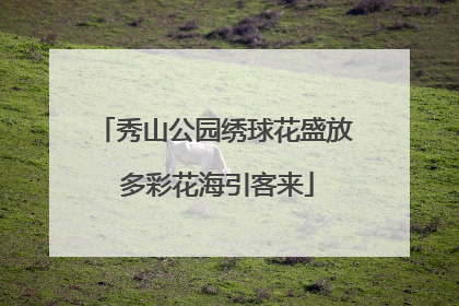 秀山公园绣球花盛放 多彩花海引客来