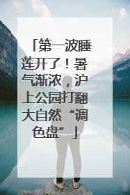 第一波睡莲开了！暑气渐浓，沪上公园打翻大自然“调色盘”