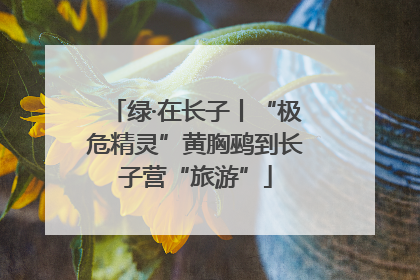 绿·在长子丨“极危精灵”黄胸鹀到长子营“旅游”