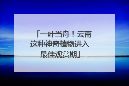 一叶当舟！云南这种神奇植物进入最佳观赏期