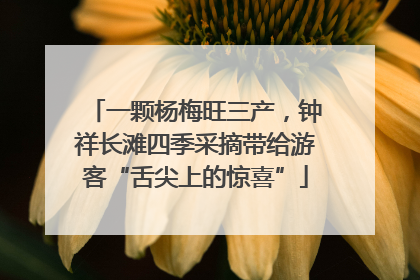 一颗杨梅旺三产，钟祥长滩四季采摘带给游客“舌尖上的惊喜”