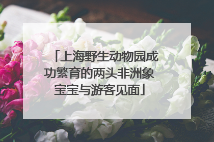 上海野生动物园成功繁育的两头非洲象宝宝与游客见面