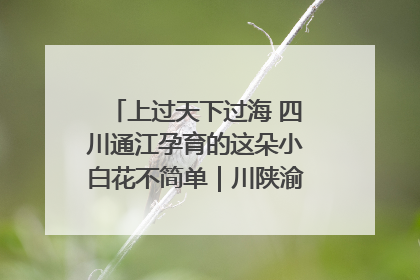上过天下过海 四川通江孕育的这朵小白花不简单｜川陕渝网络名人巴中行
