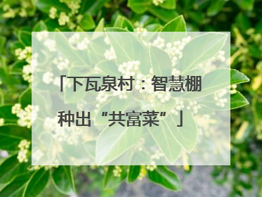 下瓦泉村：智慧棚种出“共富菜”