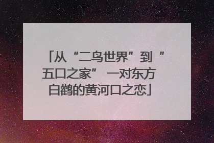 从“二鸟世界”到“五口之家” 一对东方白鹳的黄河口之恋