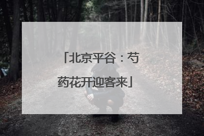 北京平谷：芍药花开迎客来