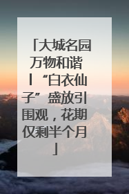 大城名园 万物和谐│“白衣仙子”盛放引围观，花期仅剩半个月