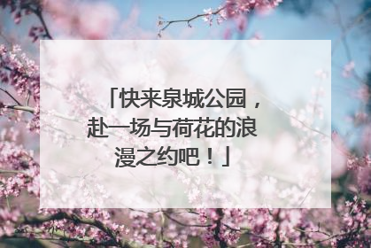 快来泉城公园，赴一场与荷花的浪漫之约吧！