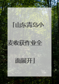 山东青岛小麦收获作业全面展开