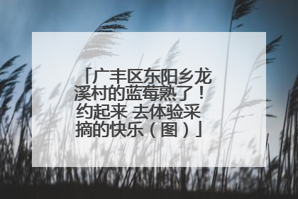 广丰区东阳乡龙溪村的蓝莓熟了！约起来 去体验采摘的快乐（图）