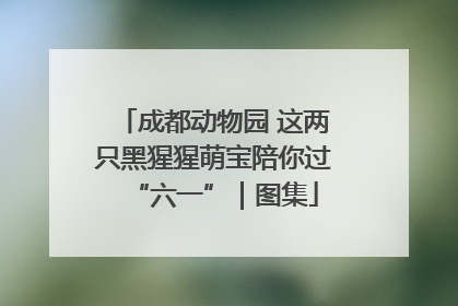 成都动物园 这两只黑猩猩萌宝陪你过“六一”｜图集