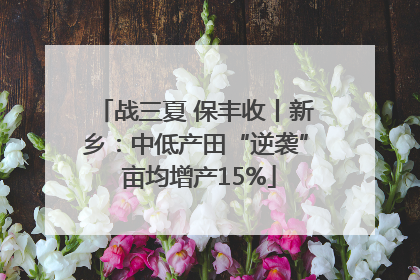 战三夏 保丰收丨新乡：中低产田“逆袭” 亩均增产15%