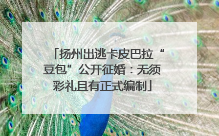 扬州出逃卡皮巴拉“豆包”公开征婚：无须彩礼且有正式编制