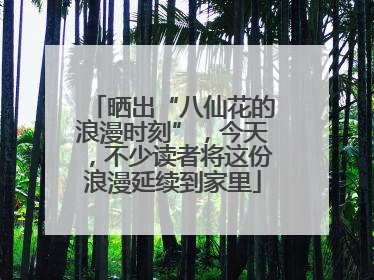 晒出“八仙花的浪漫时刻”，今天，不少读者将这份浪漫延续到家里