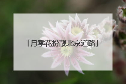 月季花扮靓北京道路