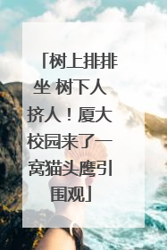 树上排排坐 树下人挤人！厦大校园来了一窝猫头鹰引围观