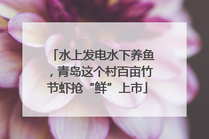 水上发电水下养鱼，青岛这个村百亩竹节虾抢“鲜”上市