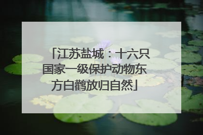 江苏盐城：十六只国家一级保护动物东方白鹳放归自然