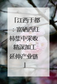 江西于都：富硒西红柿集中采收 精深加工延伸产业链