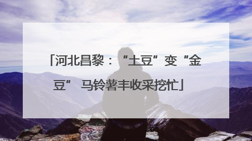 河北昌黎：“土豆”变“金豆” 马铃薯丰收采挖忙