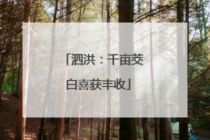 泗洪：千亩茭白喜获丰收