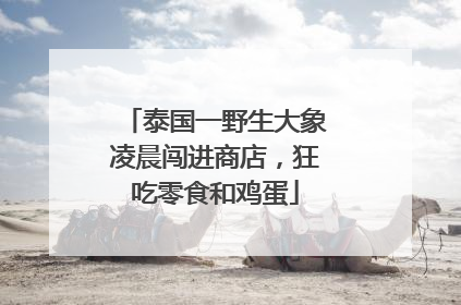 泰国一野生大象凌晨闯进商店，狂吃零食和鸡蛋