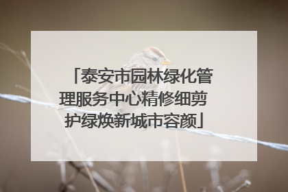 泰安市园林绿化管理服务中心精修细剪护绿焕新城市容颜