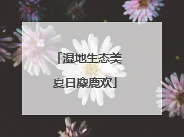 湿地生态美 夏日麋鹿欢