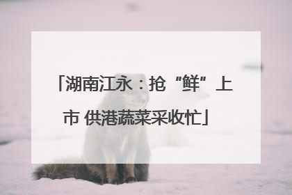 湖南江永：抢“鲜”上市 供港蔬菜采收忙