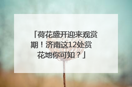 荷花盛开迎来观赏期！济南这12处赏花地你可知？
