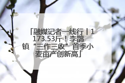 融媒记者一线行丨1173.53斤！李鹊镇“三作三收”首季小麦亩产创新高
