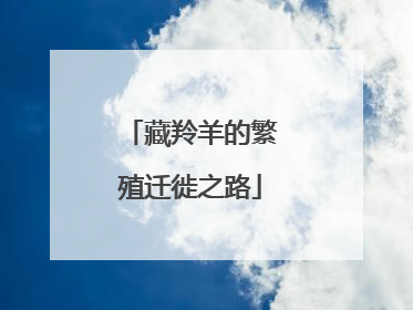 藏羚羊的繁殖迁徙之路