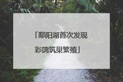 鄱阳湖首次发现彩鹮筑巢繁殖
