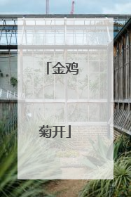 金鸡菊开
