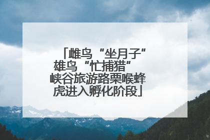 雌鸟“坐月子”雄鸟“忙捕猎” 峡谷旅游路栗喉蜂虎进入孵化阶段
